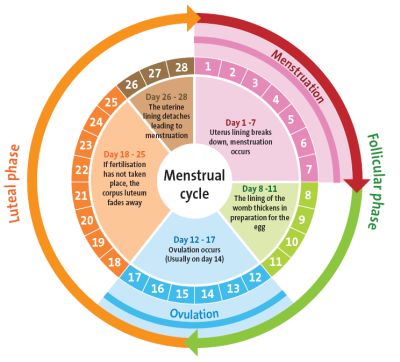 puedes quedar embarazada en tu periodo de menstruacion