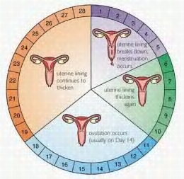 menstrual-cycle-symptoms-7